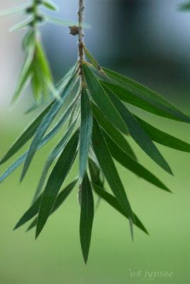 bottle brush leaves