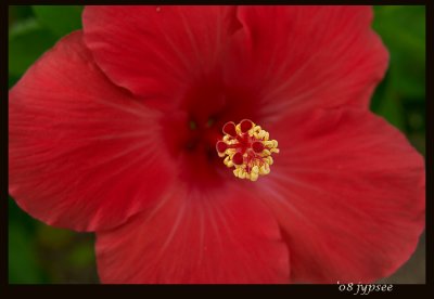 really red hibiscus