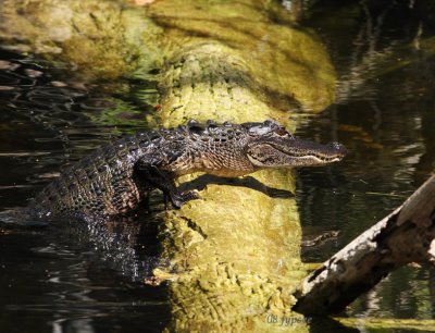 alligator climbing up on a log to sun itself