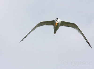 royal tern in winter color