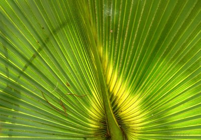 palm backlit