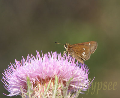 twinspotted skipper