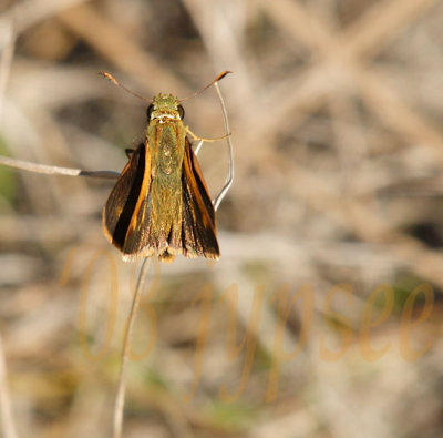 whirlabout skipper