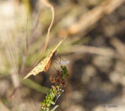 variegated fritillary feeding