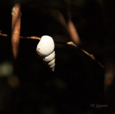 tree snail