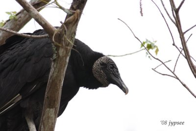 black vulture in the treetop