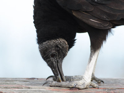 black vulture
