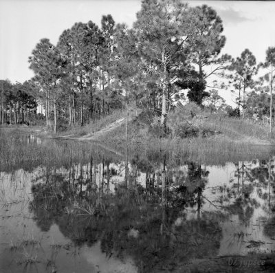 mirrored pines