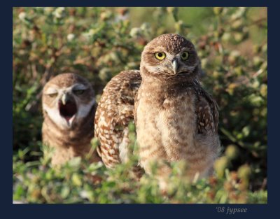 burrowing owl chicks