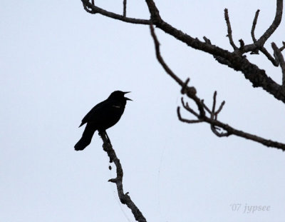 redwing silhouette
