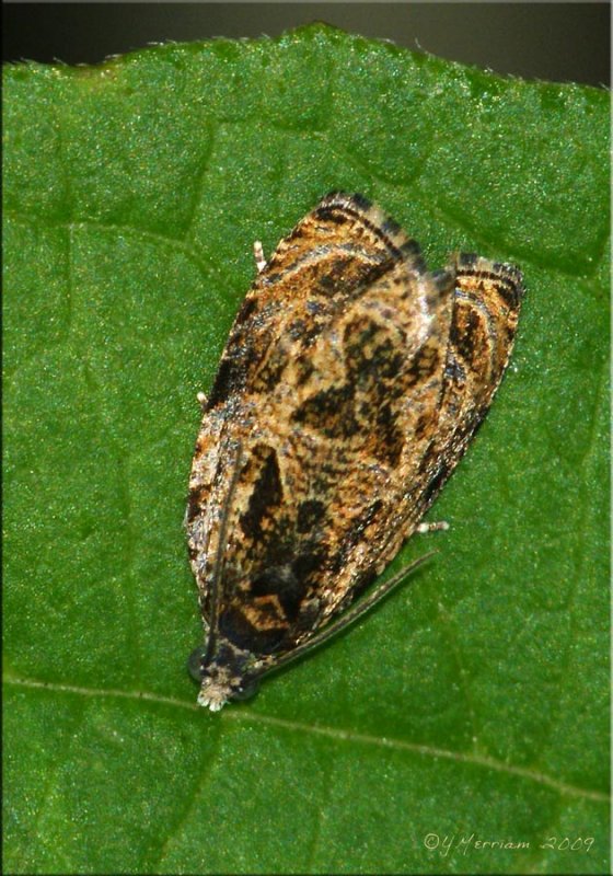 Raspberry Leafroller Moth  Olethreutes permundana  Hodges #2817