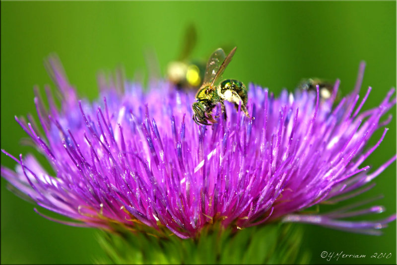 Thistle with Sweat Bees