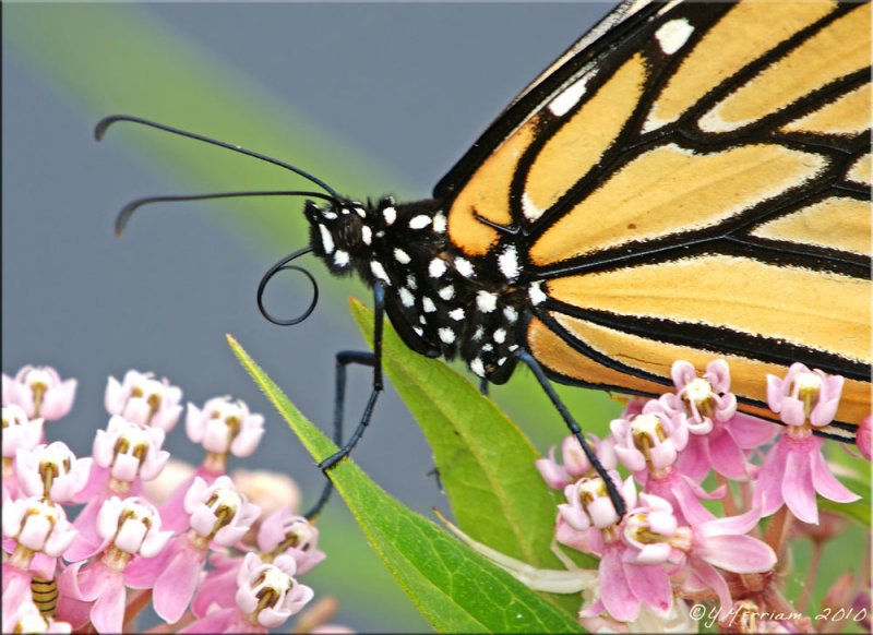 Female Monarch Close Up