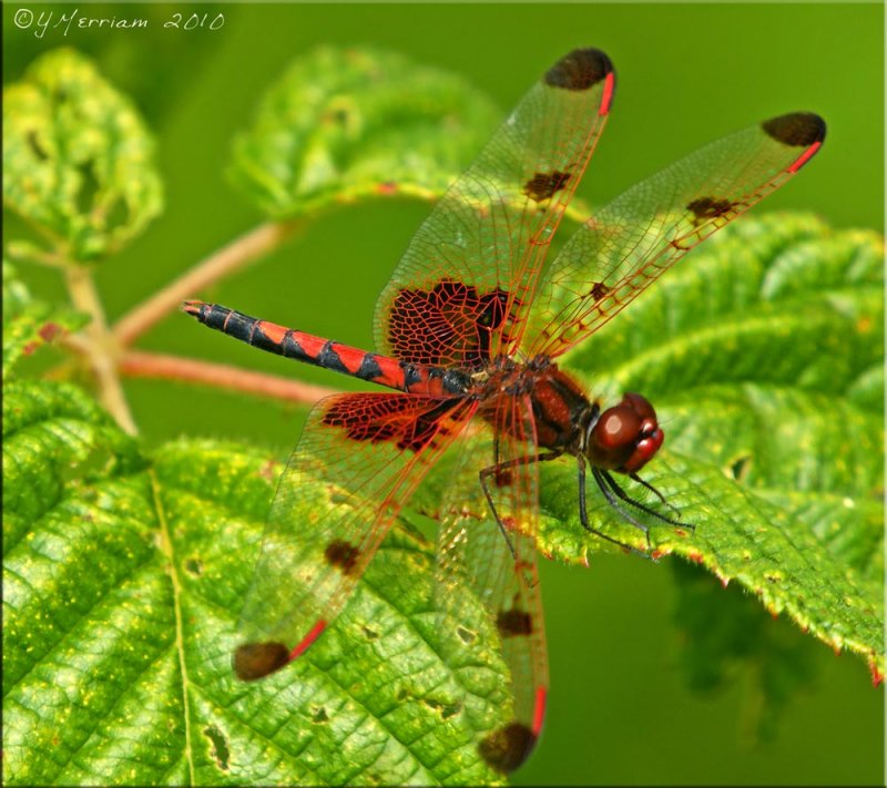 Calico Pennant Male ~ Celithemis elisa