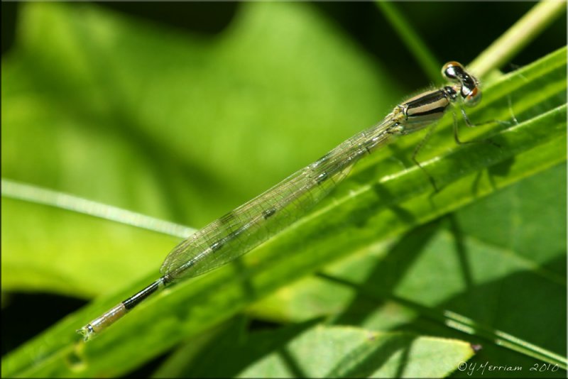 Enallagma civile ~ Familiar Bluet Teneral Male