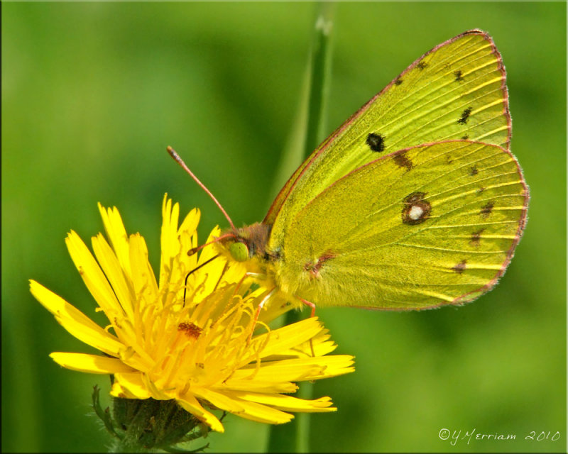 Clouded Sulphur ~ Colias philodice