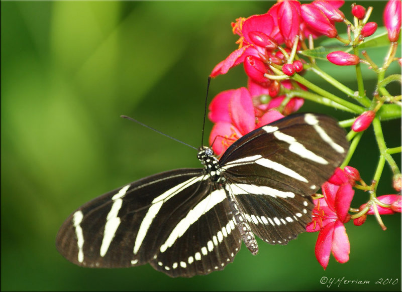 Heliconius charithonia - Zebra Longwing