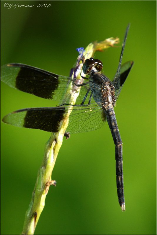 Erythrodiplax umbrata - Band-winged Dragonlet Male