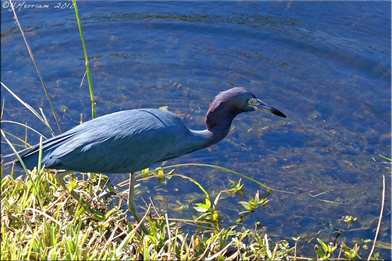 Little Blue Heron