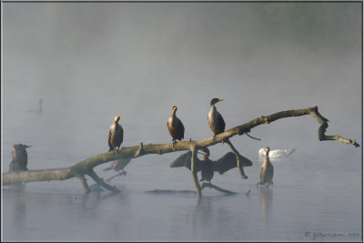 Foggy Cormorants