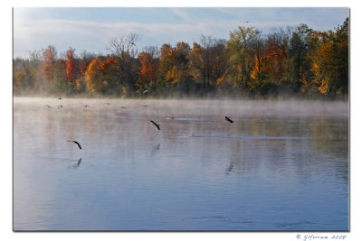 Foggy Landing