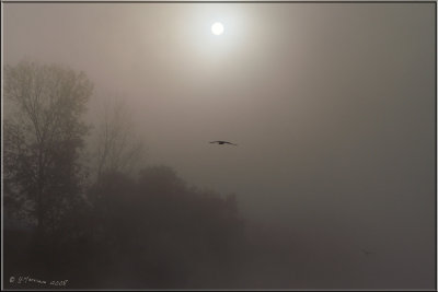 Foggy Dawn