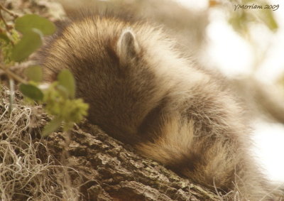 Napping Baby Raccoon