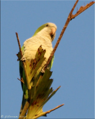 Wild Monk Parakeet