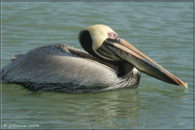 Adult Male Brown Pelican
