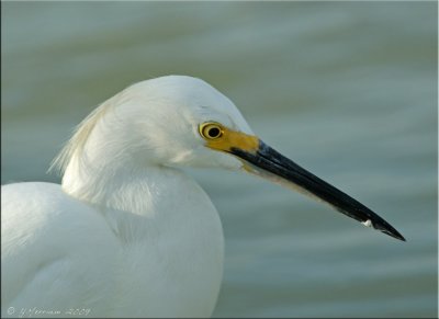 Portrait of a Snowy Egret