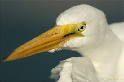Great White Egret Portrait