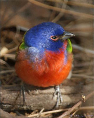 My Life Painted Bunting