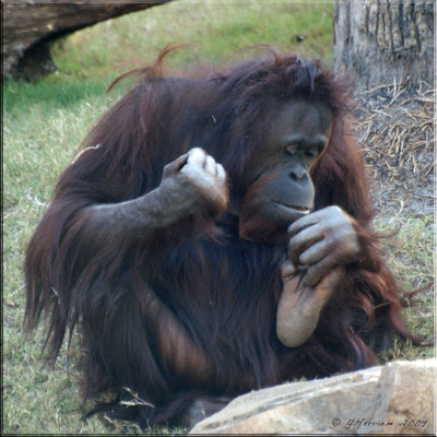 Orangutan Pedicure