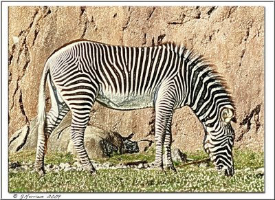 Zebr'Art