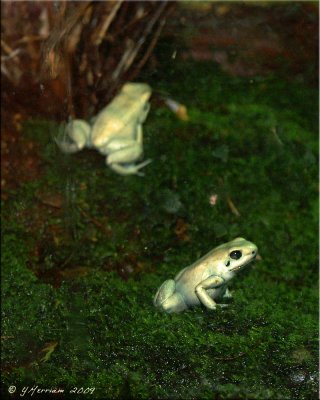 Golden Poison Dart Frogs