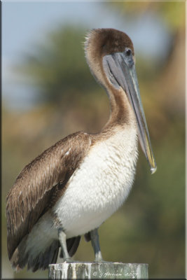 Juvenal Plumaged Brown Pelican