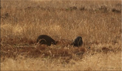 Life Feral Pigs