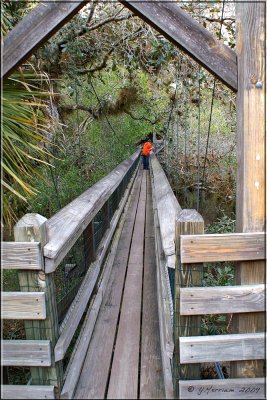 The Canopy Bridge