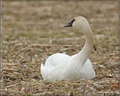 Trumpeter Cob