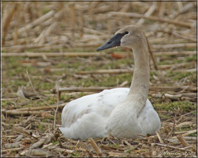 Trumpeter Cygnet