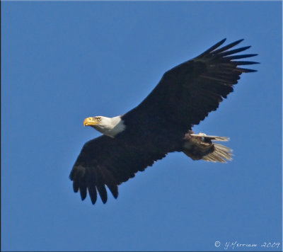 Eastern Eagles, Hawks & Vultures