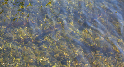 School of Fish
