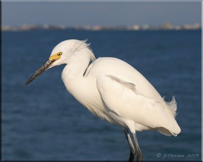 I Ha' Snow Egrets