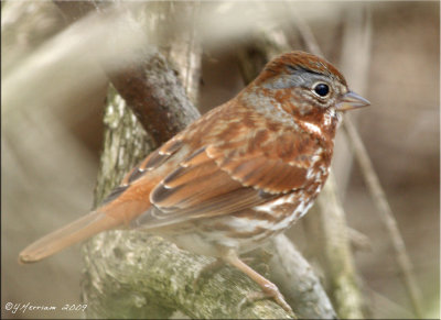 Fox Sparrow