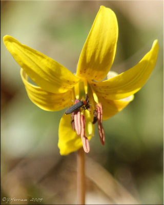 Reticulated Beetle on Trout Lily