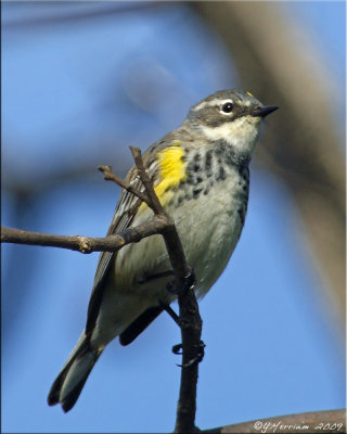 Non-breeding Male Yellow-rumped Warbler