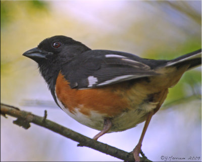 Male Eastern Towhee