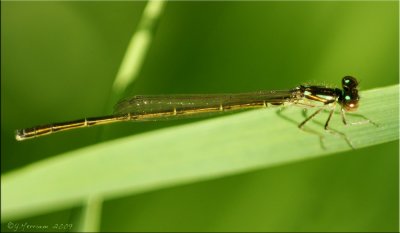 Ischnura posita ~ Fragile Forktail Male