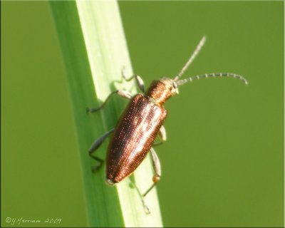 Aquatic Leaf Beetle  ~ Donacia