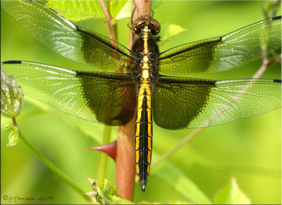 Widow Skimmer - Libellula luctuosa Maturing Male